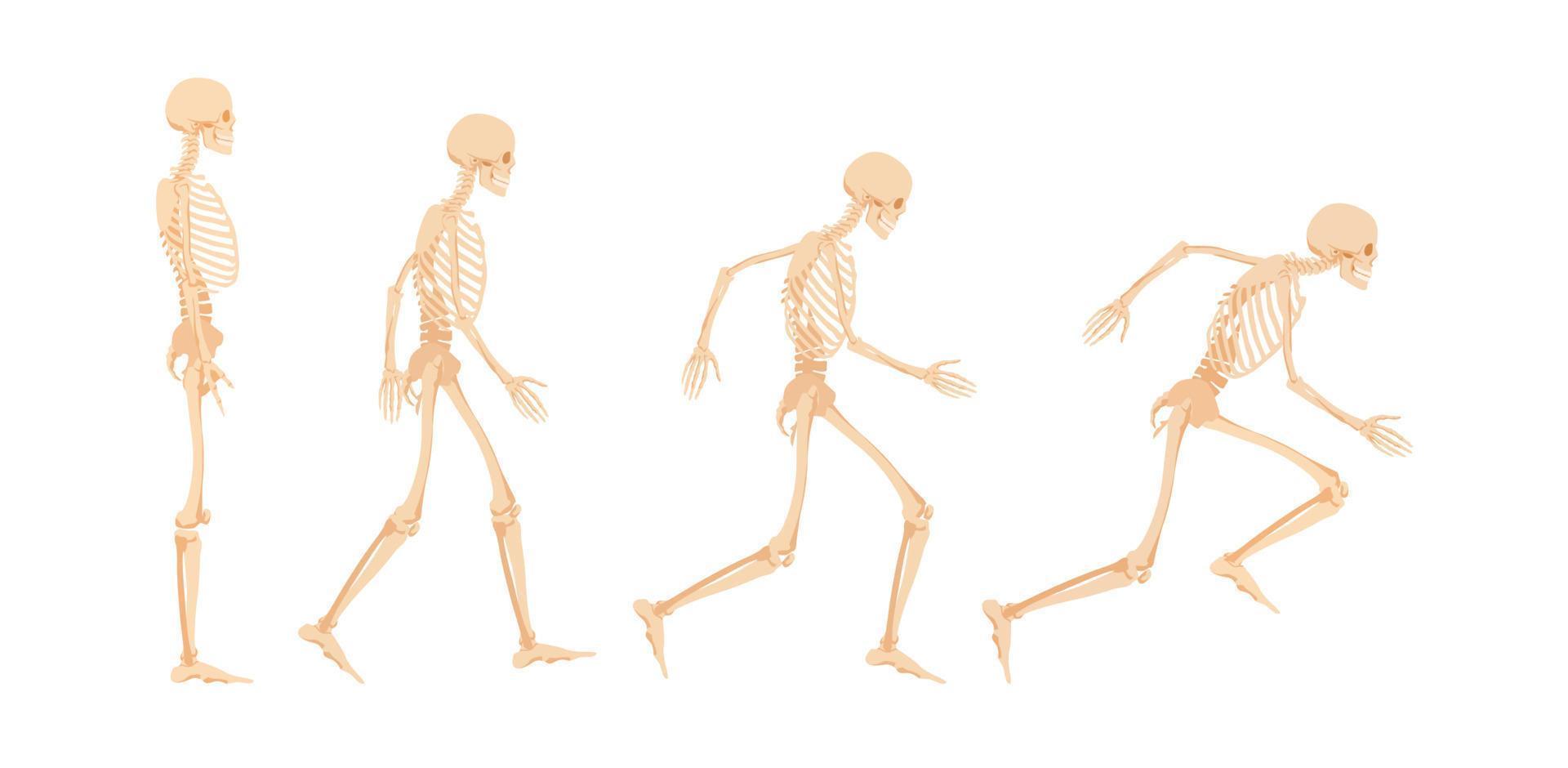 Stadien der Bereitschaft zum Laufen des menschlichen Skeletts. toter charakter bereitet sich vor und nimmt laufhaltung ein anatomisch illustrierter vektorathlet. vektor