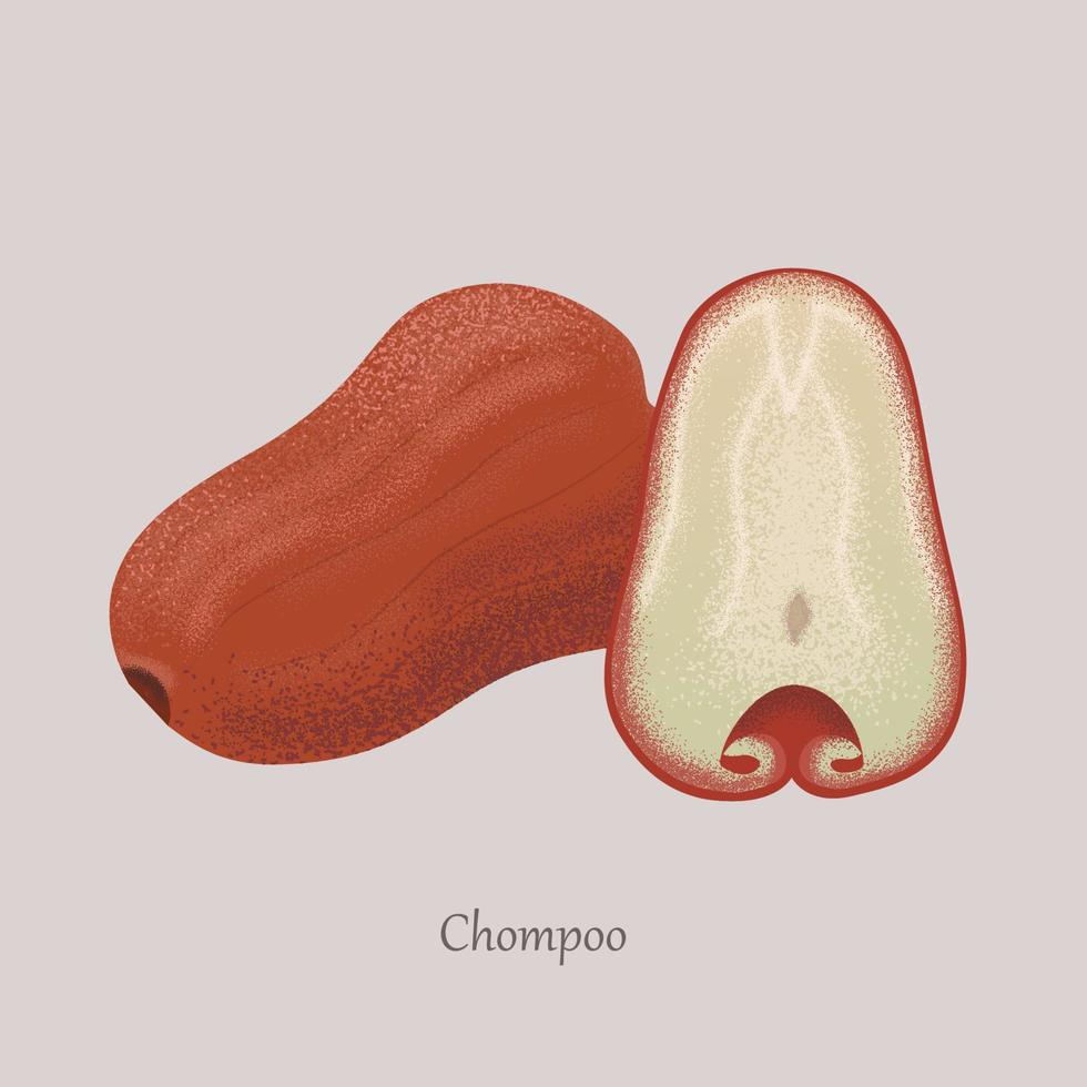 Chompoo, Rosenapfel ist eine tropische und exotische Frucht. reife und süße exotische Chompoo-Früchte, ganz und geschnitten. Vektor-Illustration auf grauem Hintergrund. vektor