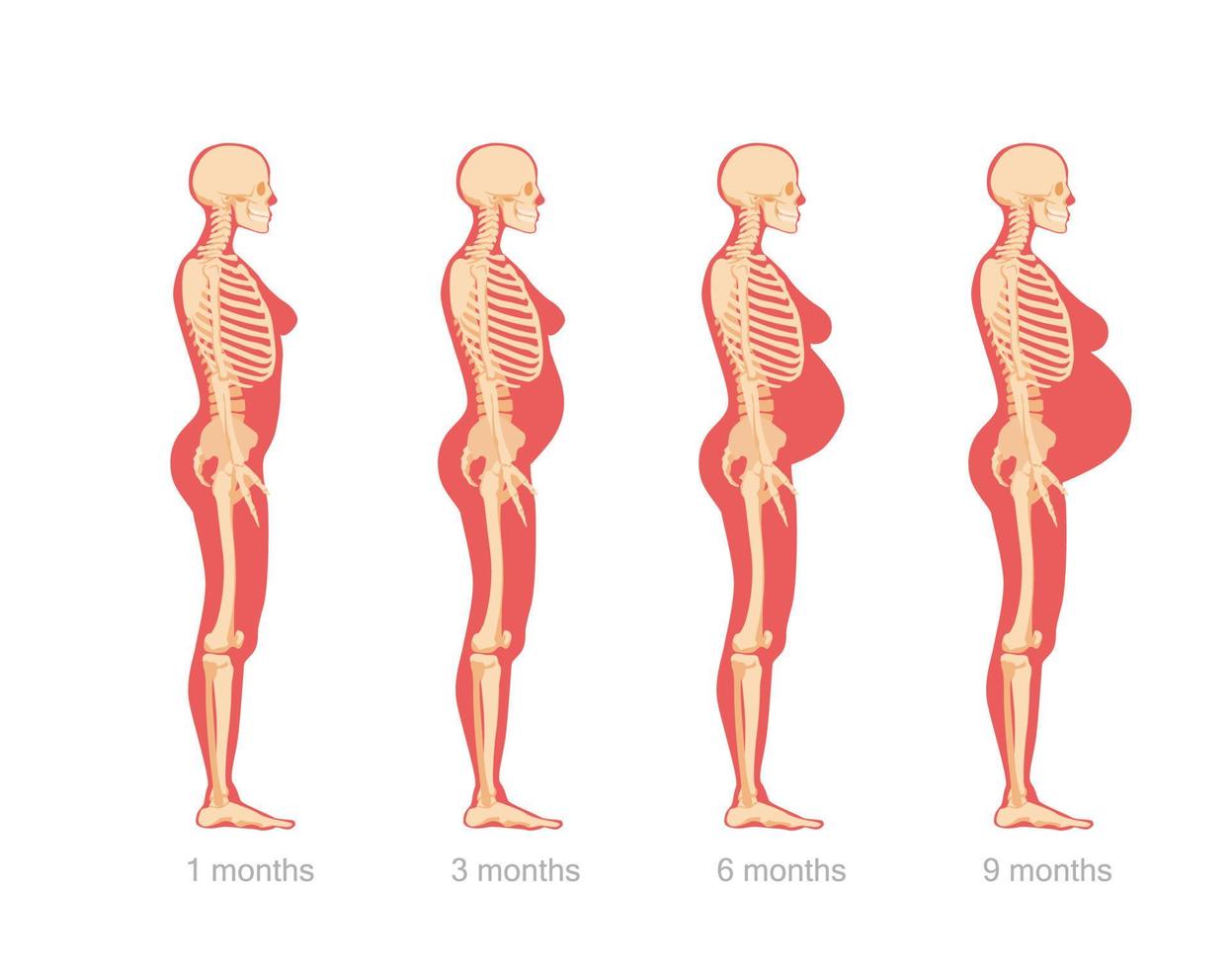 stadier av abdominal utvidgning i gravid kvinna. anatomisk skelett- strukturera kvinna karaktär på annorlunda stadier av vektor graviditet.