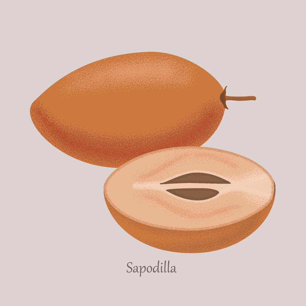 Sapodilla-Frucht ganz und Scheibe isoliert auf grauem Hintergrund. vektor