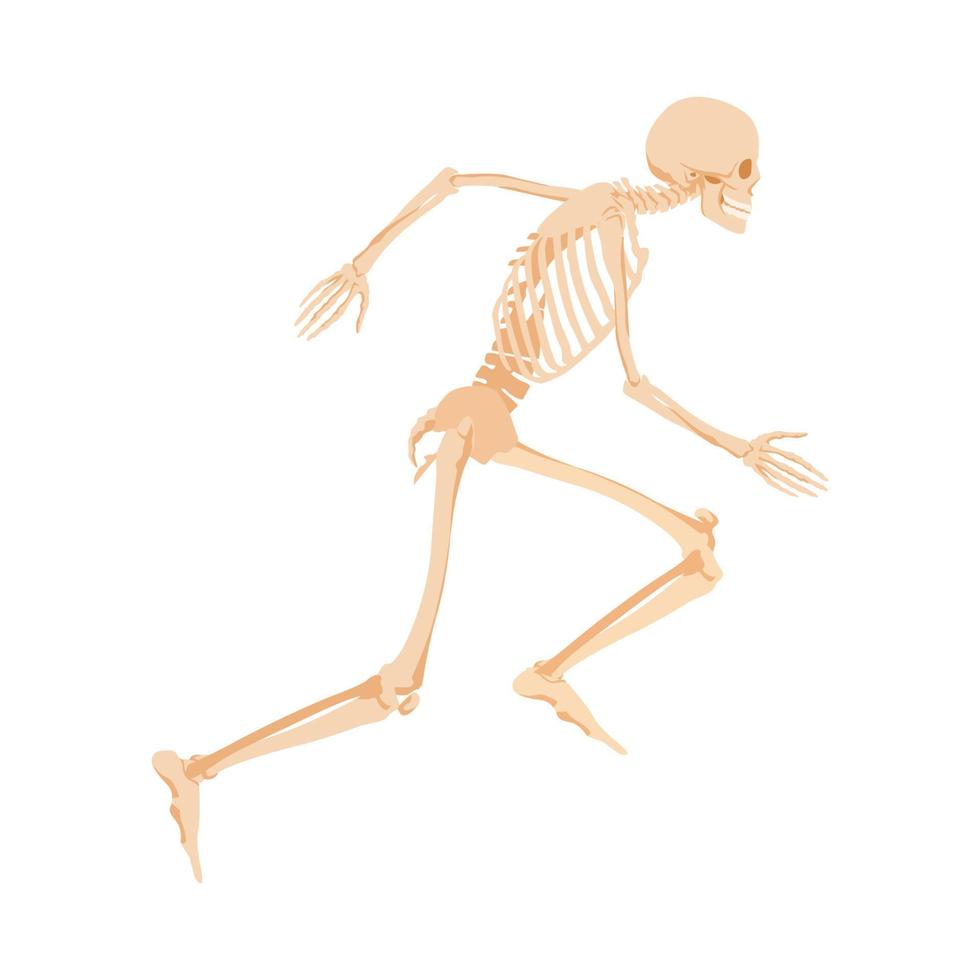laufendes menschliches Skelett. anatomisches Modell von Knochen, die schnell in Richtung Ziel verfolgte Becken- und Abutmentknochen für vektorwissenschaftliche Studien eilen. vektor