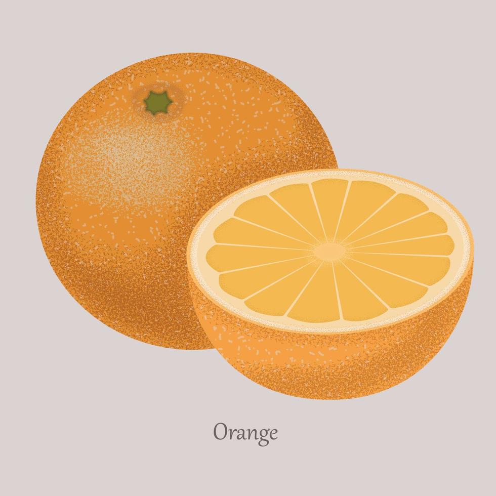 orange skivor av apelsiner. vektor illustration av apelsiner. isolerat orange citrus- och logotyp. mogen gott frukt på en grå bakgrund.