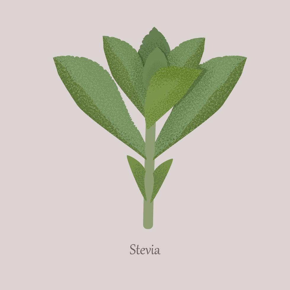 Stevia-Pflanzensüßstoff auf grauem Hintergrund. vektor