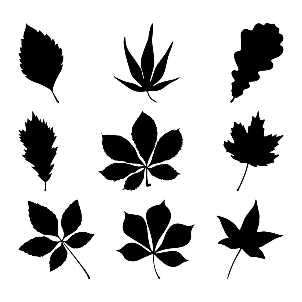 uppsättning av blad silhuetter. de bild av de löv i svart i vektor