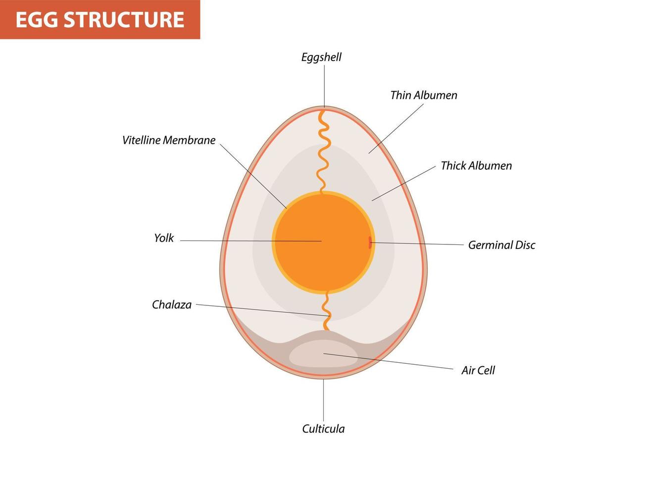 Anatomie des Ei-Embryos, Abschnitt. Vogel, Hühnereistruktur vektor
