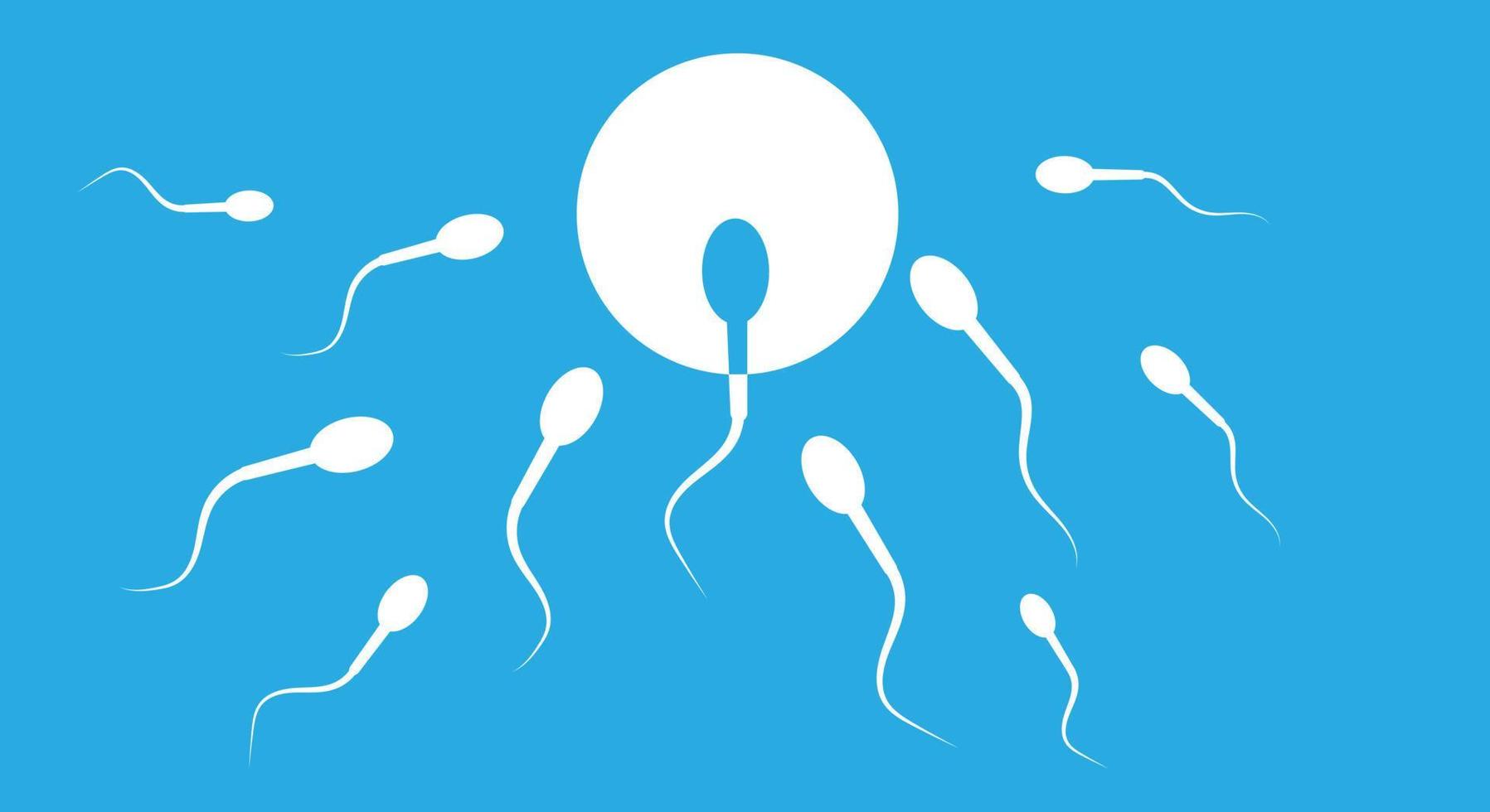 das sperma eilt nach vorne und geht direkt zum ziel, zum eisprung, auf blauem hintergrund. Vektor-Illustration vektor