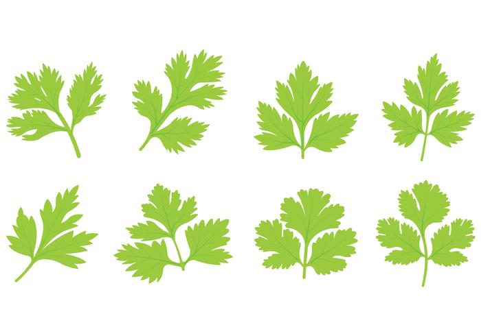 Set av Cilantro Leaf Vector