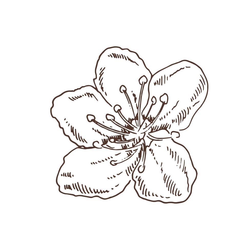 sakura-blumen blühen, handgezeichneter linientintenstil. süße Doodle-Kirschpflanze-Vektorillustration, schwarz isoliert auf weißem Hintergrund. realistische blumenblüte für etikett, plakat, druck, muster. vektor