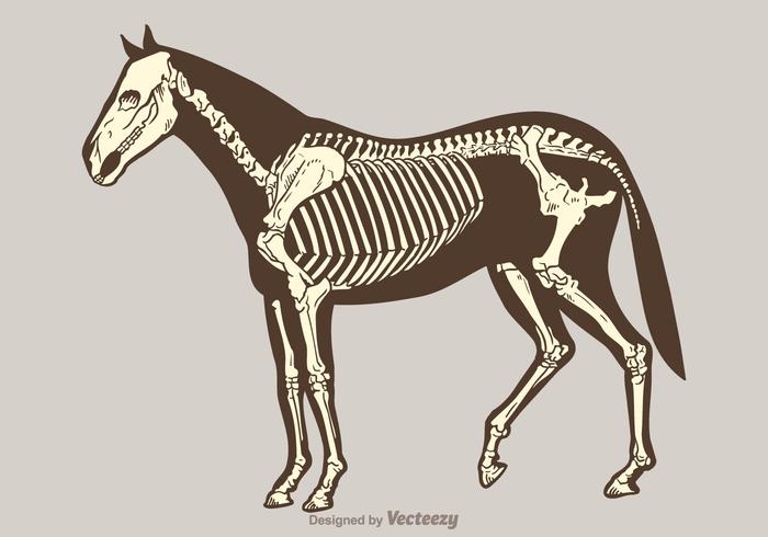 Free Vector Pferd Skelett
