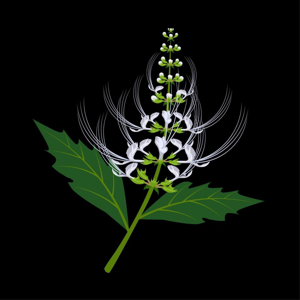 Nierenteepflanze oder javanischer Tee, wissenschaftlicher Name Orthosiphon aristatus, isoliert auf dunklem Hintergrund. Vektor-Illustration. vektor