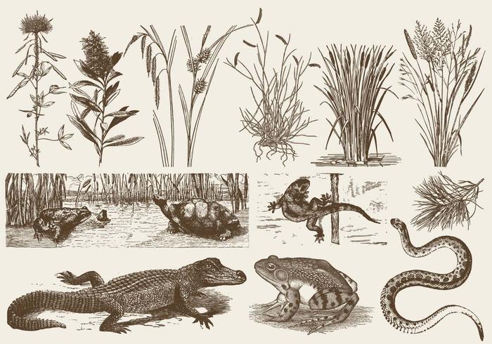 Sumpf Fauna und Flora vektor
