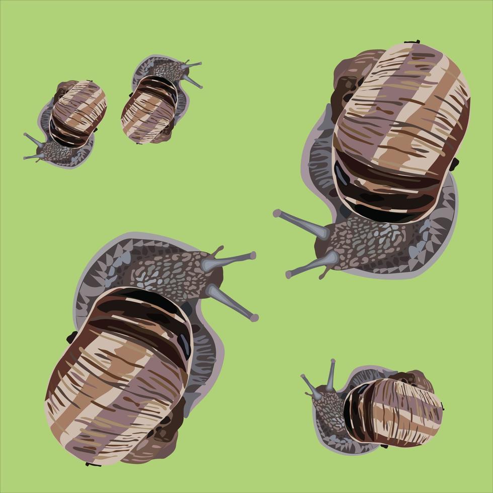 große Traubenschnecke. Hintergrund. Vektorvorratillustration. isoliert auf weißem Hintergrund. vektor