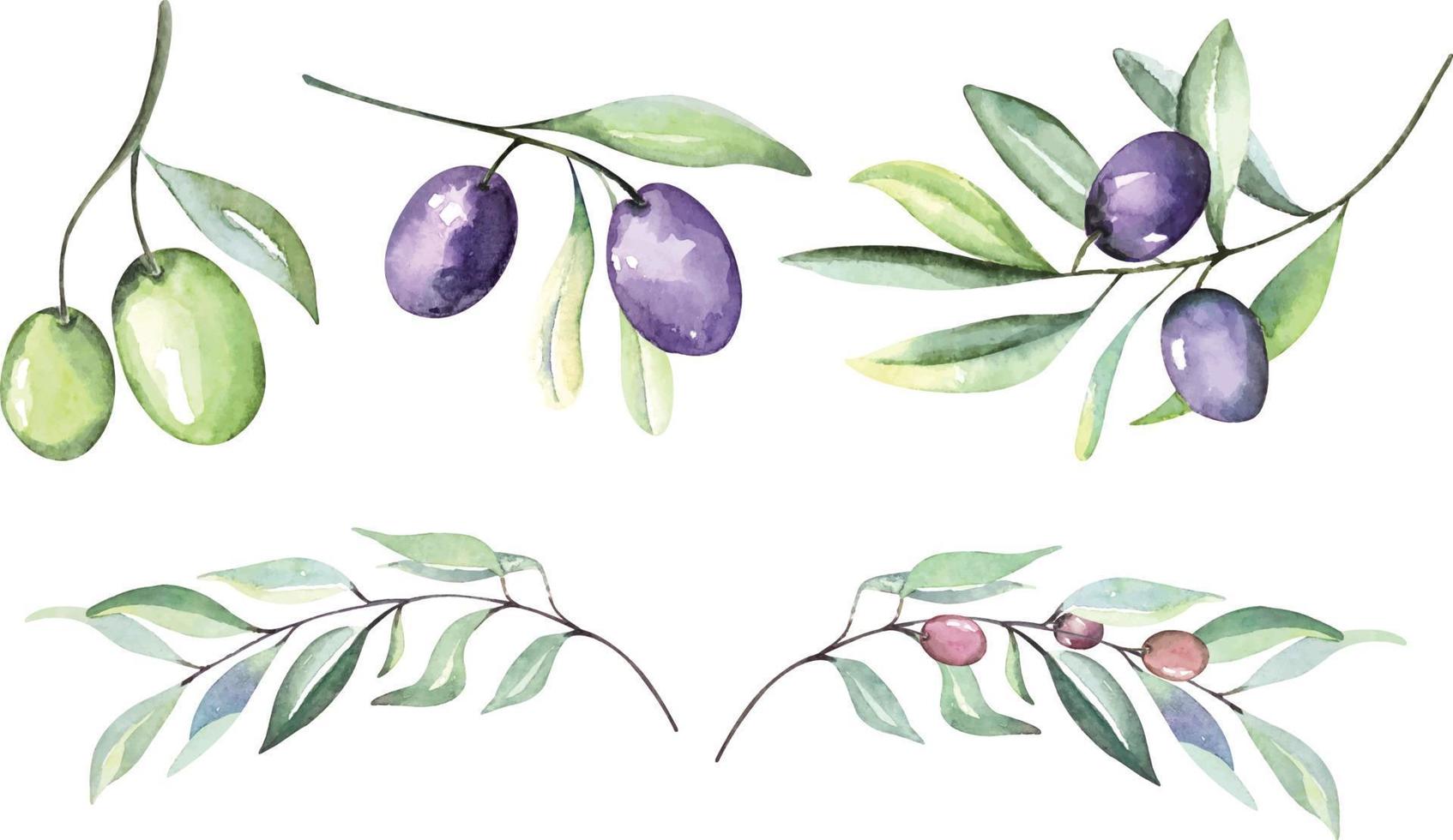 olivenzweige aquarell zum dekorieren von einladungskarten natur im vintage-stil.botanischer garten. vektor
