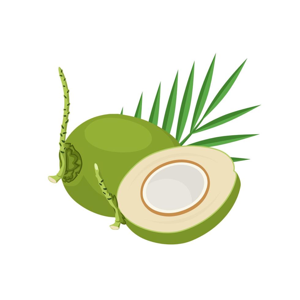 vektorillustration, kokosnöt och löv isolerad på vit bakgrund, som en banderoll, affisch eller mall, världens kokosnöts dag. vektor