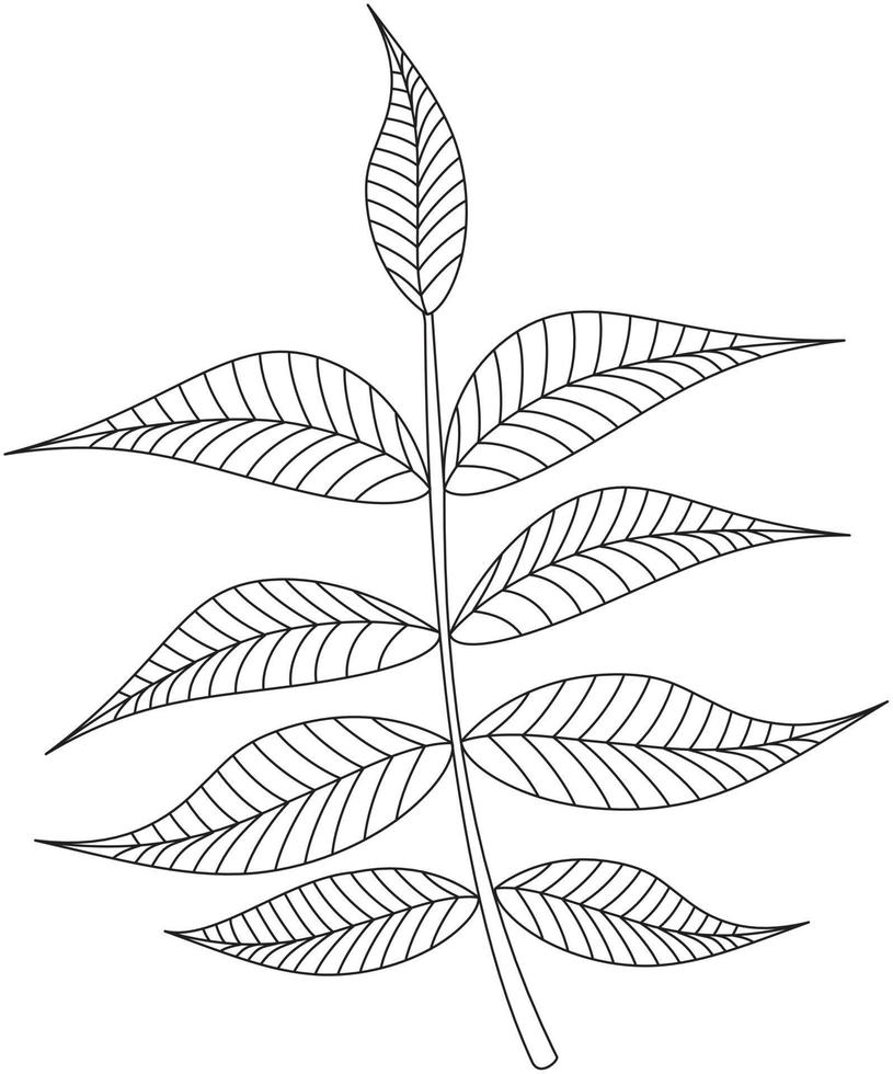 Carya illinoinensis Pekantblatt-Vektorsymbol schwarz-weiß vektor