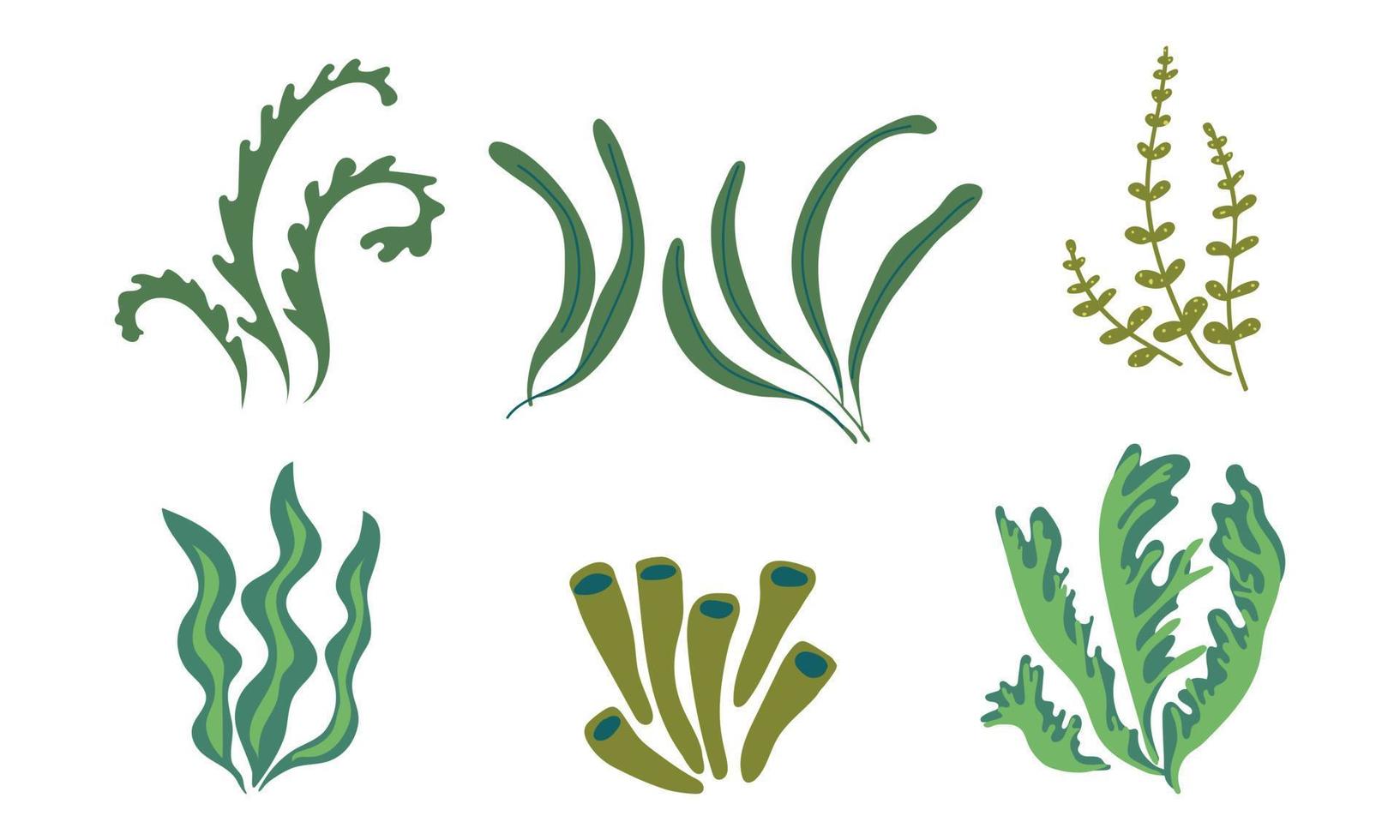 Algen-Symbole. Meerespflanzen, Meeresalgen. Vektor-Illustration vektor