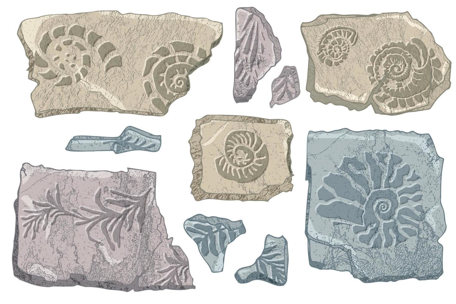uppsättning av stenar snäckskal och växter hand dragen hav skal eller trumpetsnäcka mollusk kammussla hav under vattnet djur- fossil nautisk och akvarium, marin tema. vektor illustration