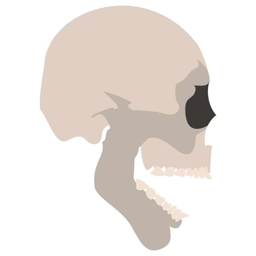 Totenkopf-Symbol. realistisches Skelett. bunte Vektorillustration lokalisiert auf weißem Hintergrund. vektor
