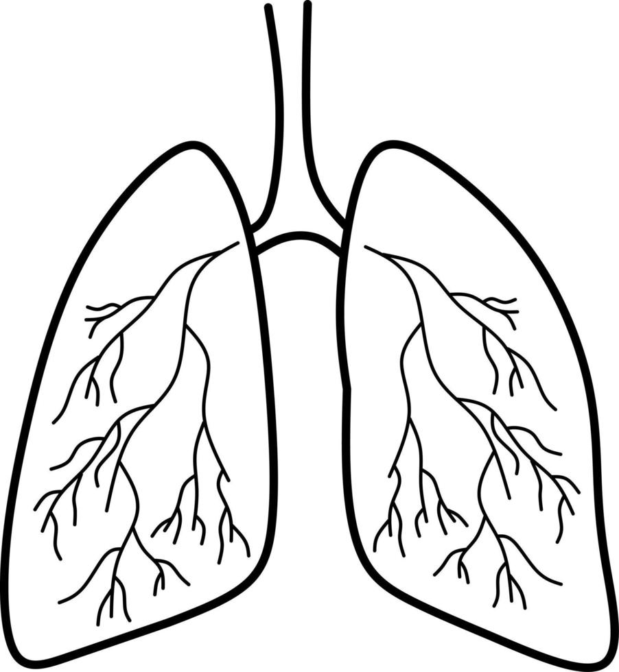Vektorbild der Lunge, für Gesundheitssymbol vektor
