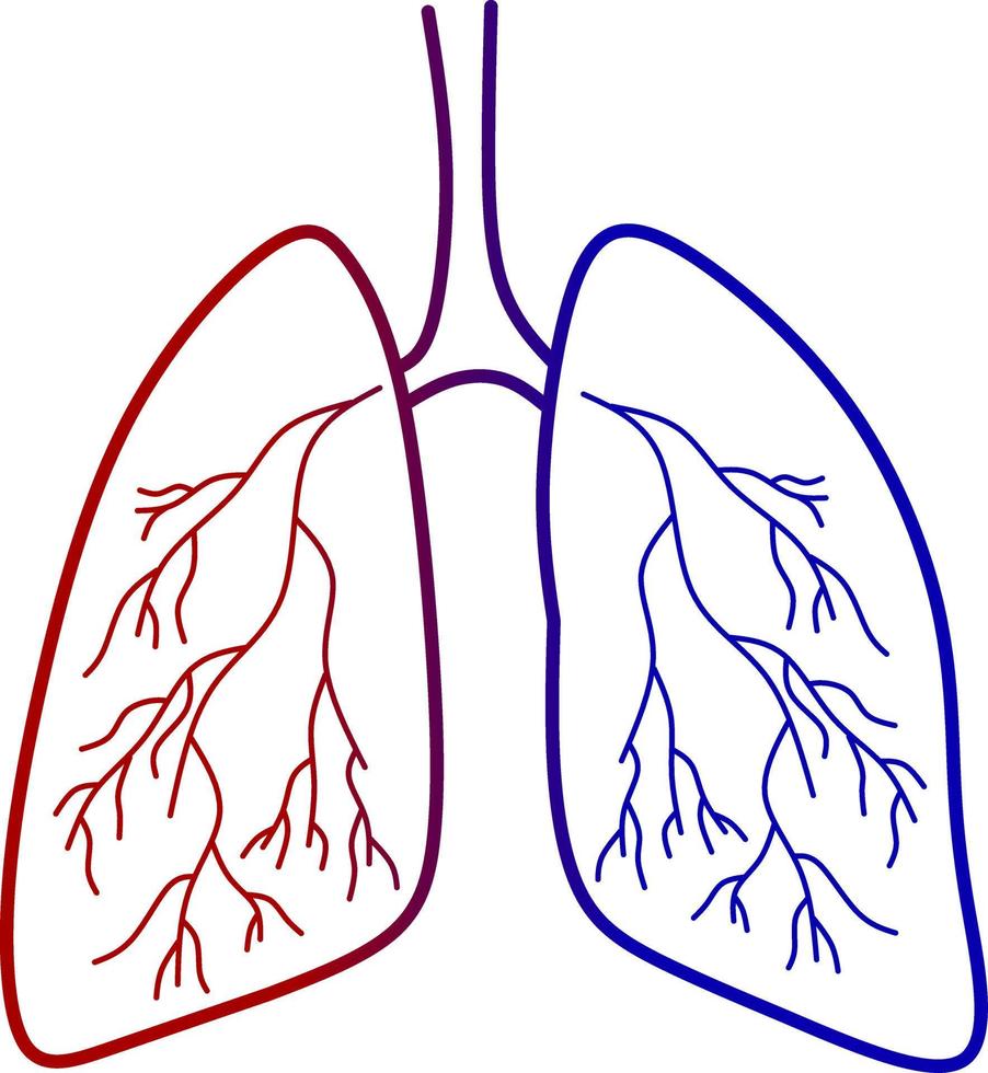 vektor bild av lungor, för hälsa ikon