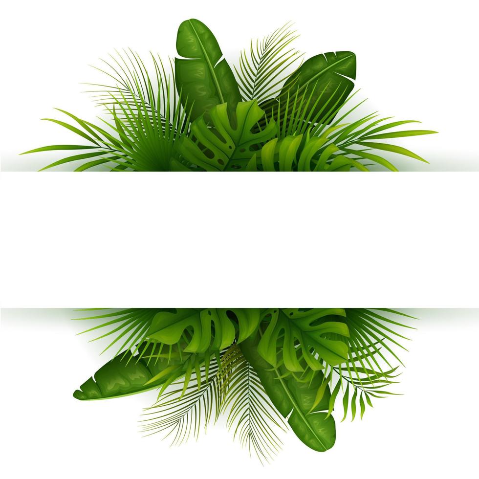 tropisk djungel bakgrund med palmer och löv på vit bakgrund vektor