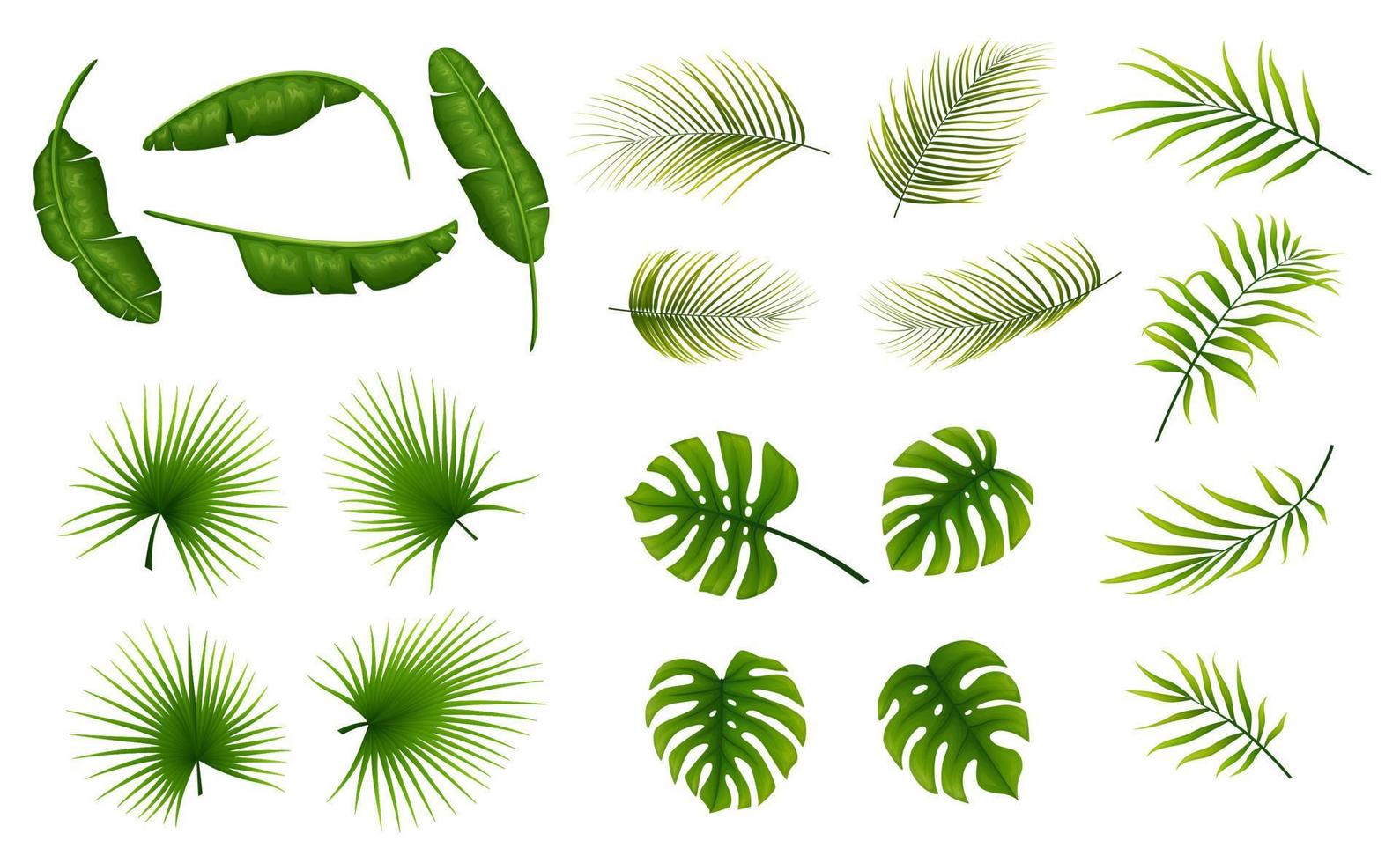 uppsättning av tropisk löv växter på en vit bakgrund vektor