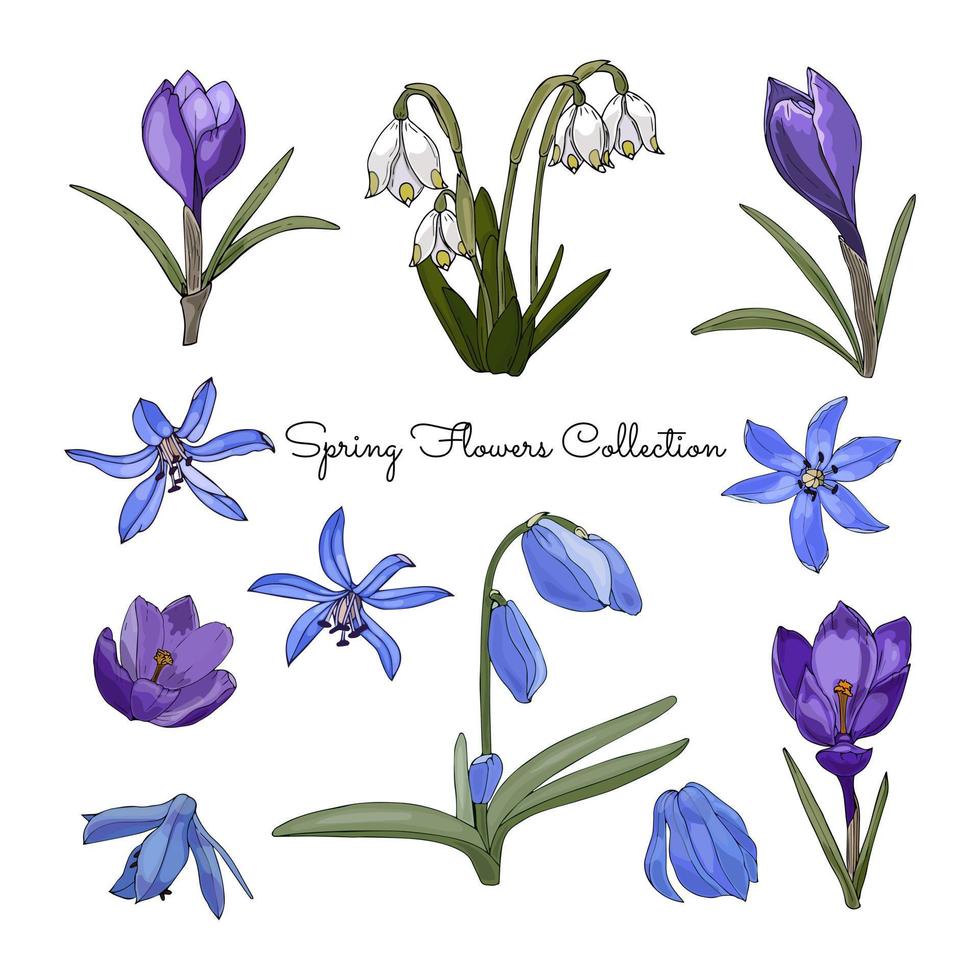 Reihe von Frühlingsblumen violetter Krokus scilla leucojim. vektor