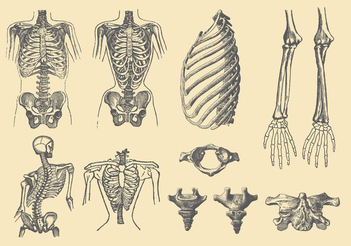 Menschliche Knochen und Deformationen vektor