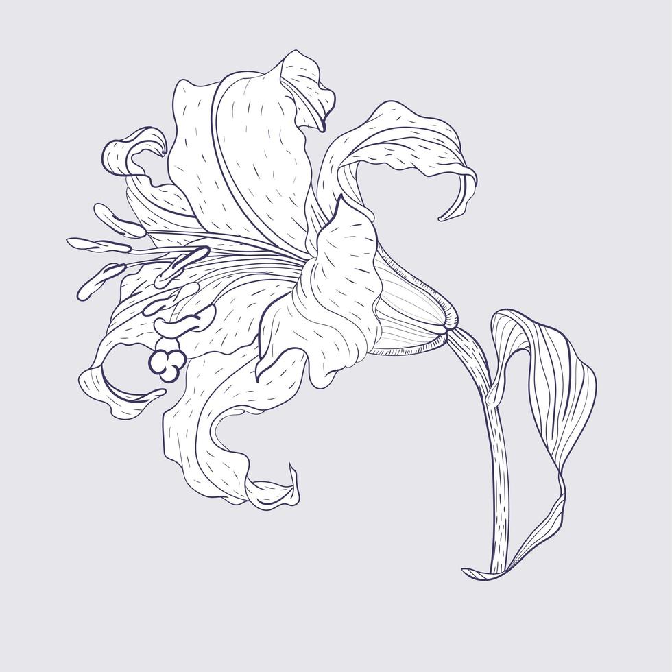 asiatisk lilja blomma vektor