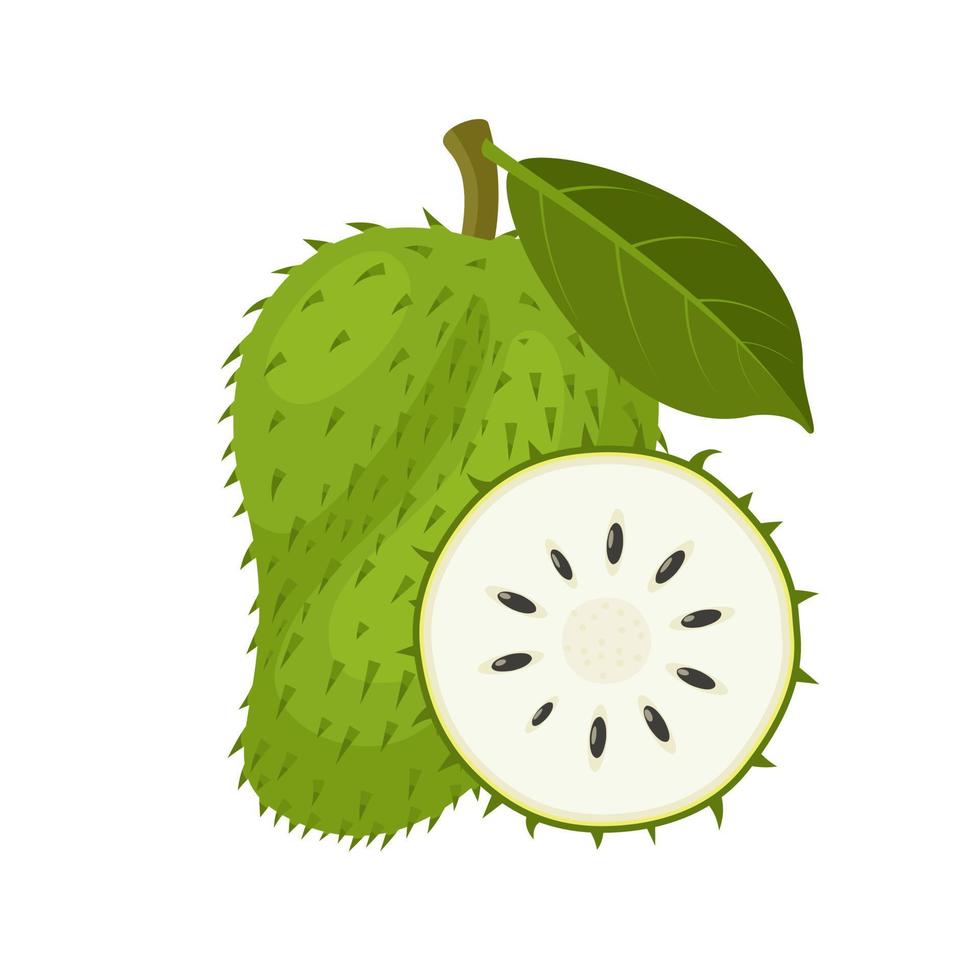 vektorillustration, soursop-frucht, auch graviola, guyabano oder annona muricata genannt, einzeln auf weißem hintergrund. vektor