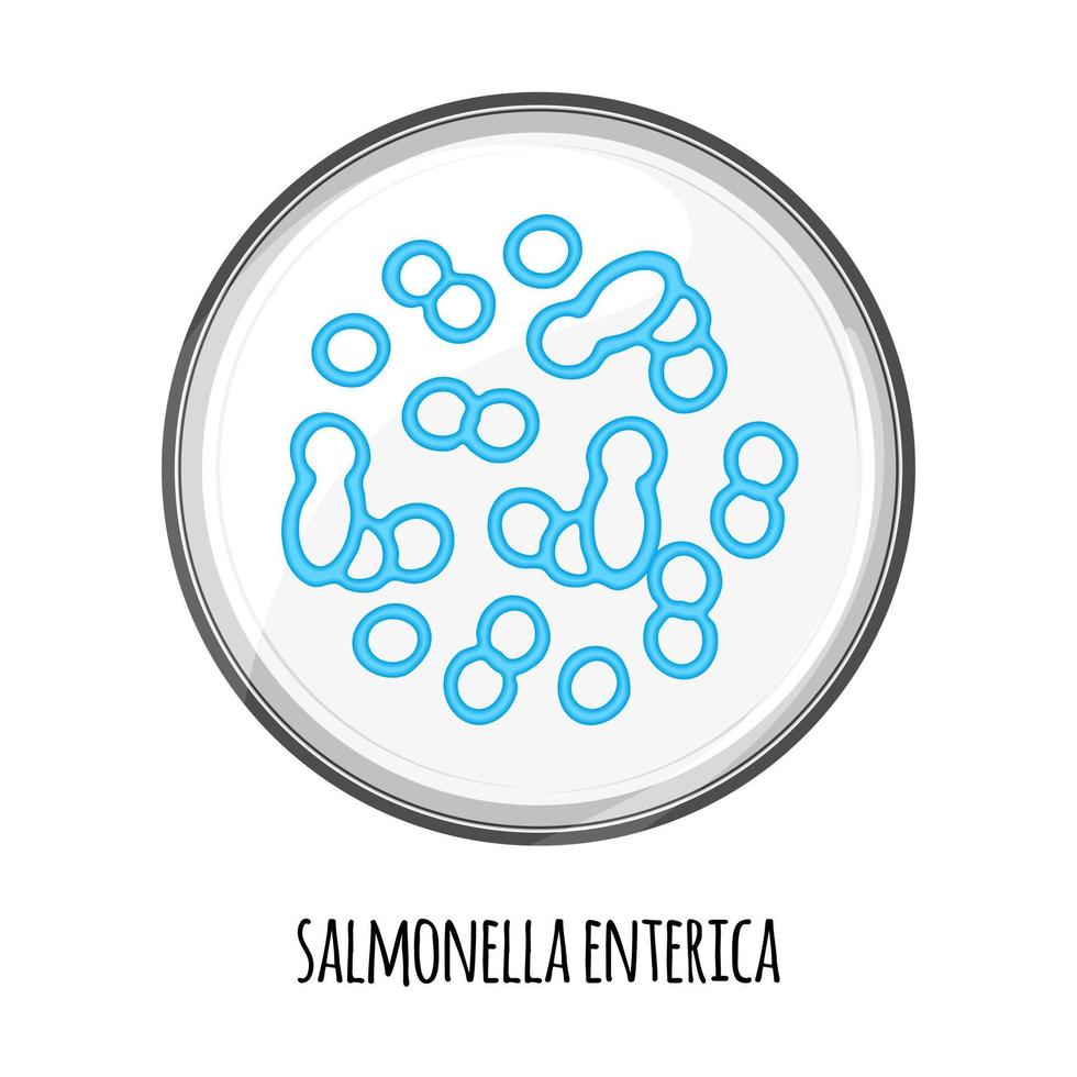 das menschliche Mikrobiom von Salmonella enterica in einer Petrischale. Vektorbild. Bifidobakterien, Laktobazillen. Milchsäurebakterien. illustration in einem flachen stil. vektor