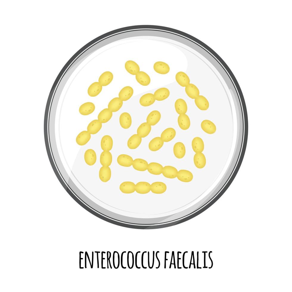 das menschliche Mikrobiom von Enterococcus faecalis in einer Petrischale. Vektorbild. Bifidobakterien, Laktobazillen. Milchsäurebakterien. illustration in einem flachen stil. vektor