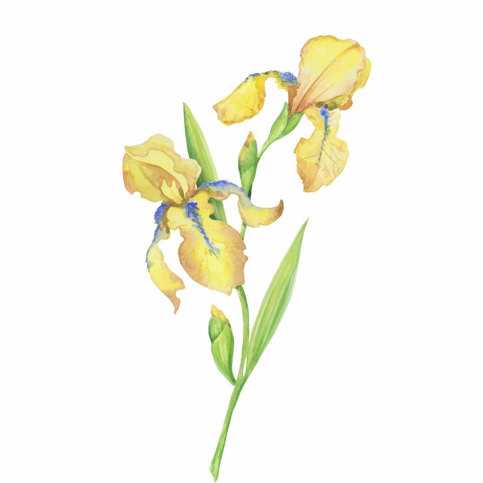 gul iris, vattenfärg hand målad illustration en bukett av blomma med löv vektor