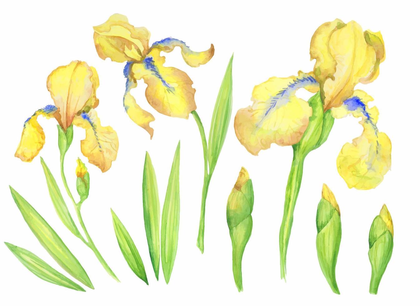 satz gelbe iris, blumen, knospen, blätter. Aquarellillustration der Handmalerei für Ihr Design. vektor