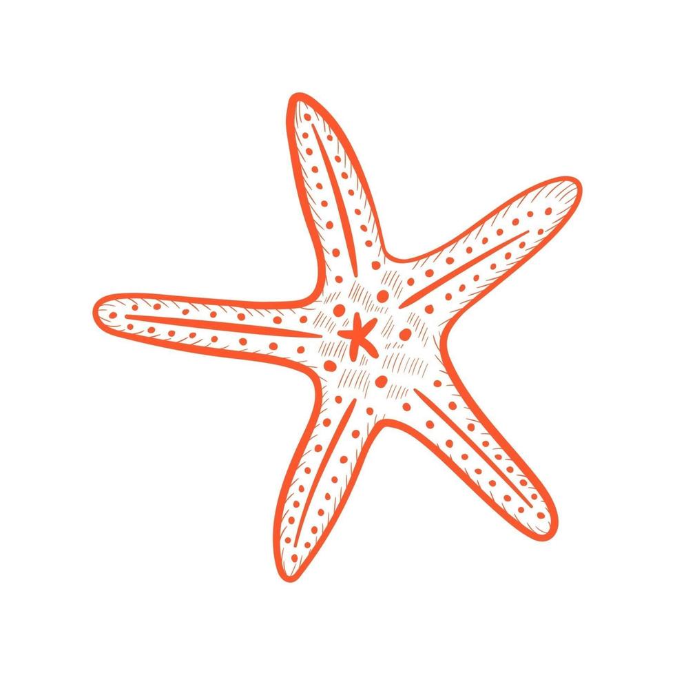 snäckskal sjöstjärna uppsättning artbo vektor