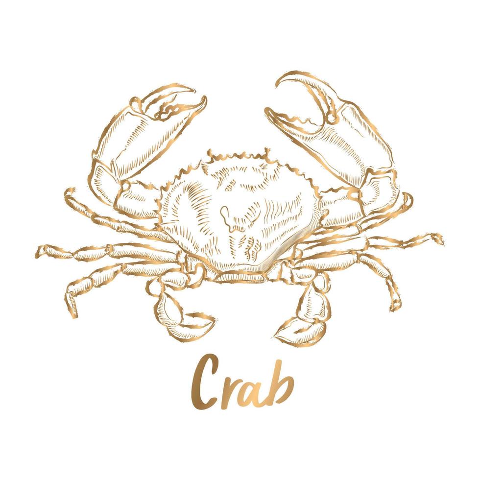Strichzeichnung Vektor goldene Krabbe auf weißem Hintergrund