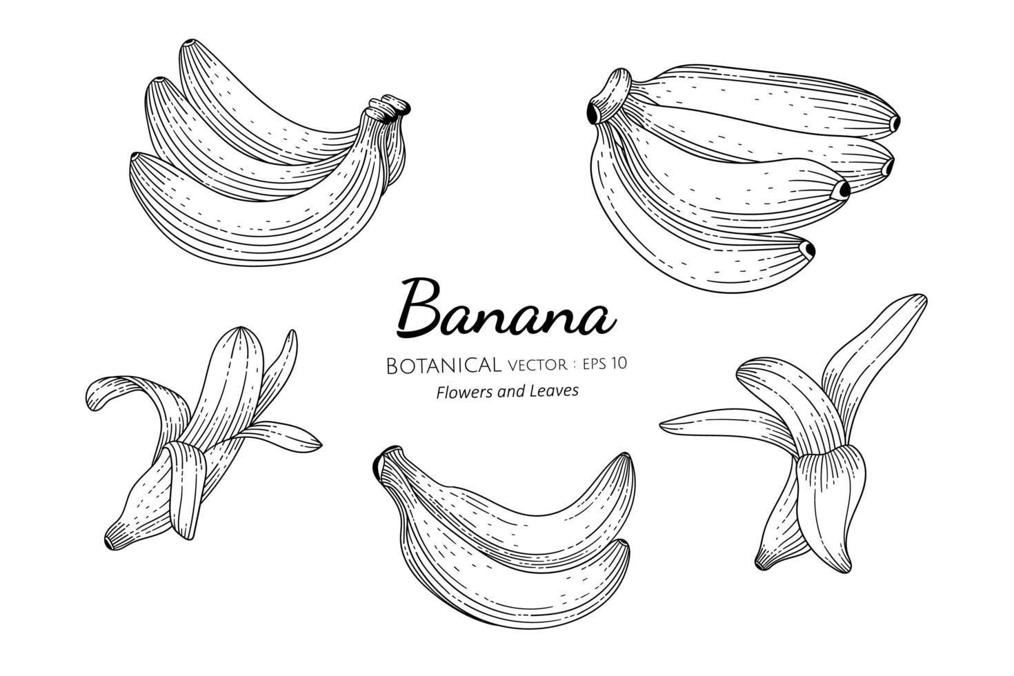 handritad bananuppsättning vektor