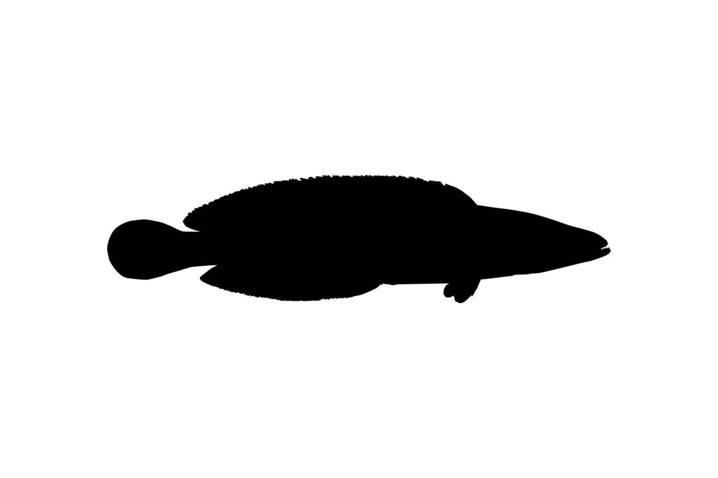 Schlangenkopffisch, Süßwasserbarschfischfamilie Channidae, Silhouette für Logo, Piktogramm oder Grafikdesignelement. Vektor-Illustration vektor