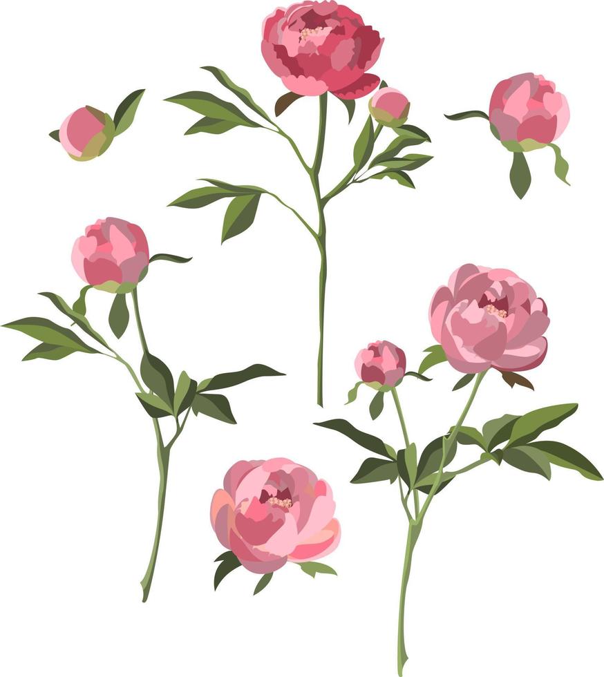 rosa pioner isolerat på vit bakgrund. vektor uppsättning med blommor, knoppar och löv