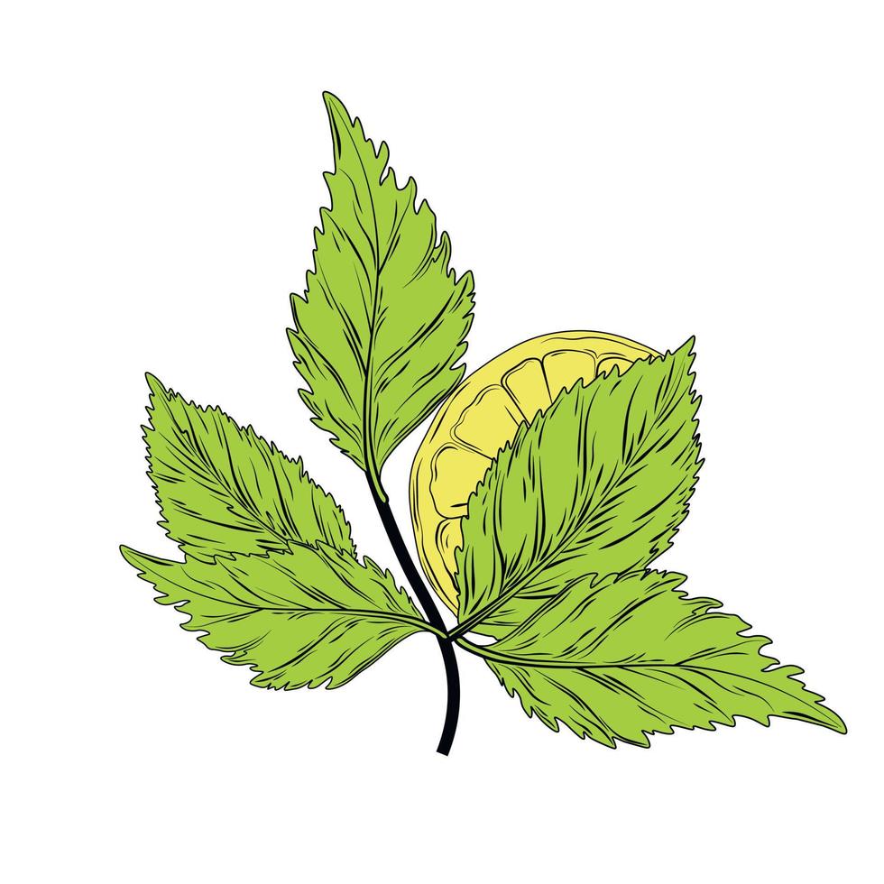 en gren av citron- och oregano. grön te löv och gul citrus- frukt. vektor stock illustration. sur, saftig, mogen.