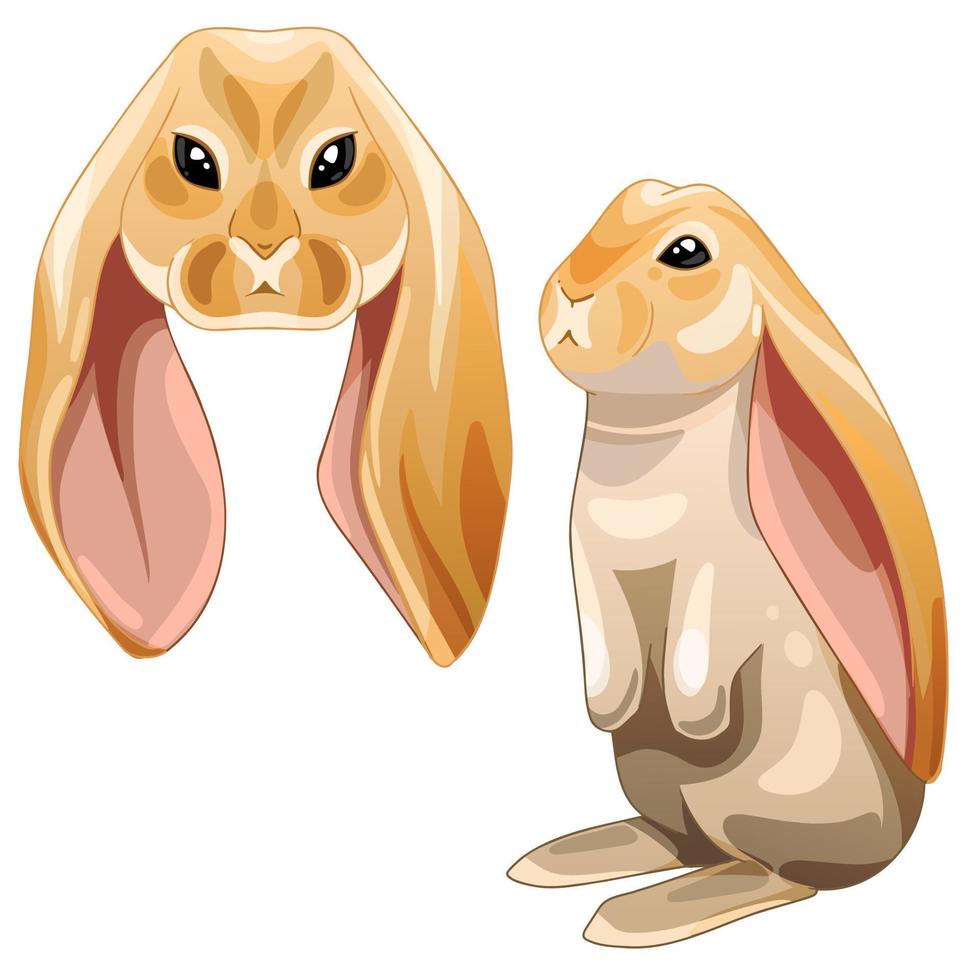 en uppsättning av tecknad serie dragen djur. ras av kaniner engelsk lop kanin vektor