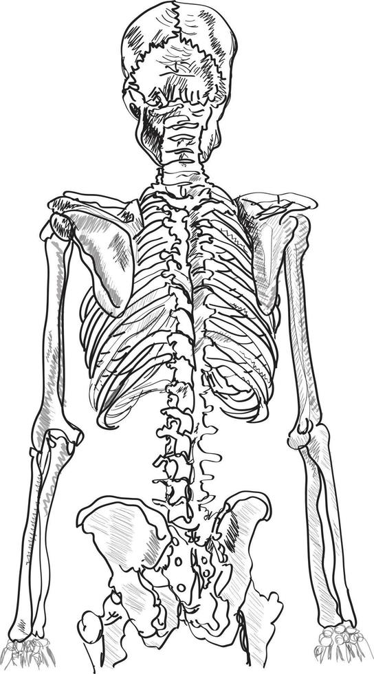 handgezeichnete skizzenillustration der rückansicht des menschlichen skeletts vektor