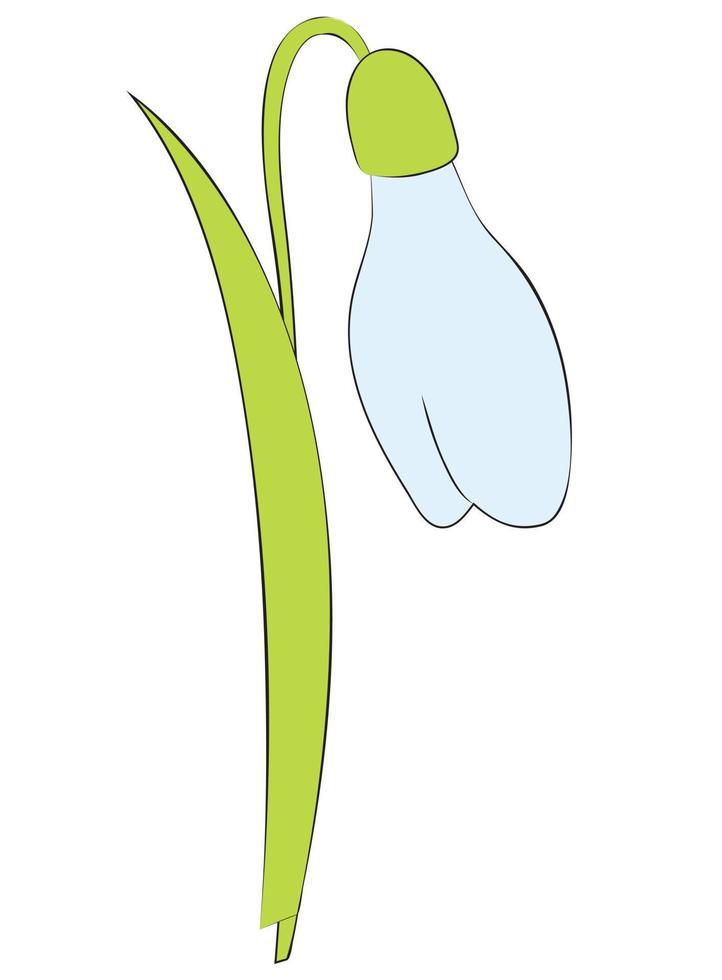 Schneeglöckchenblume oder Galanthus nivalis. Feder-Vektor-Illustration. vektor