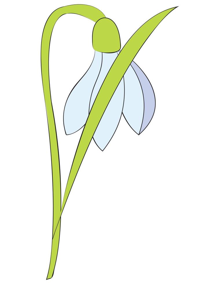 Schneeglöckchenblume oder Galanthus nivalis. Feder-Vektor-Illustration. vektor