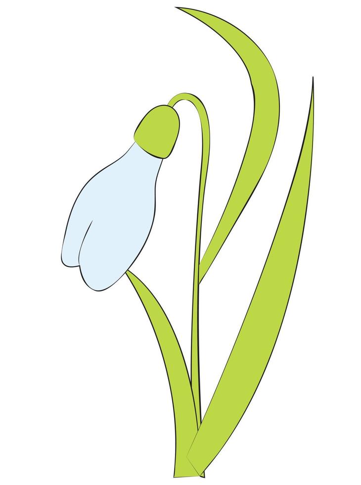 snödroppe blomma eller galanthus nivalis. vår vektor illustration.