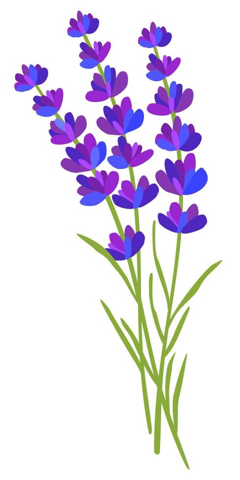 lavendel- blommor. vektor isolerat illustration.