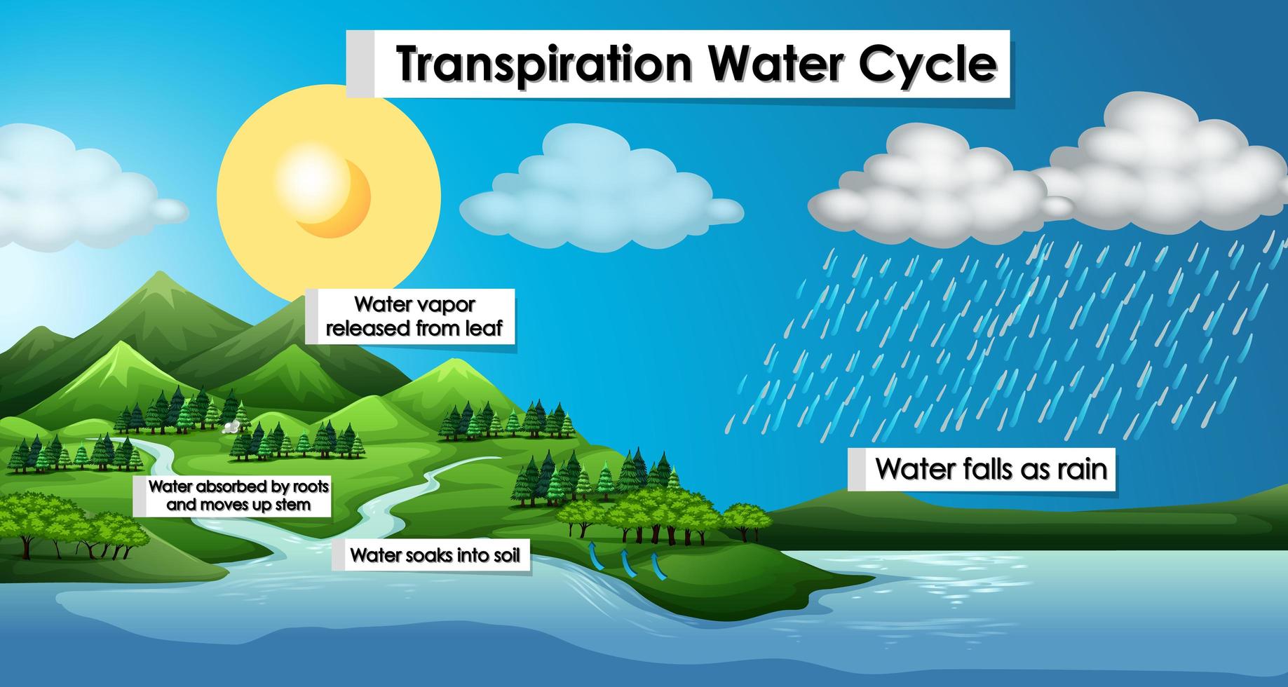 diagram som visar transpirationsvattnets cykel vektor