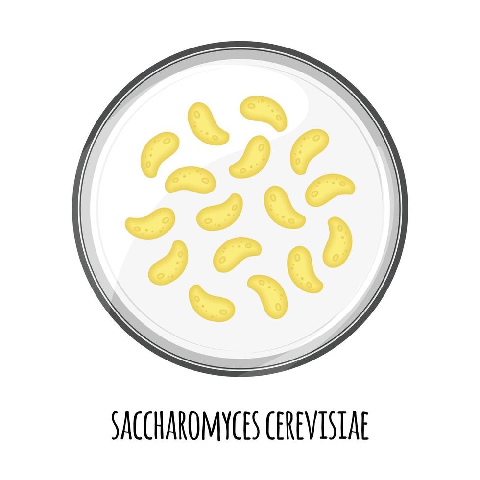 das menschliche Mikrobiom von Saccharomyces cerevisiae in einer Petrischale. Vektorbild. Bifidobakterien, Laktobazillen. Milchsäurebakterien. illustration in einem flachen stil. vektor