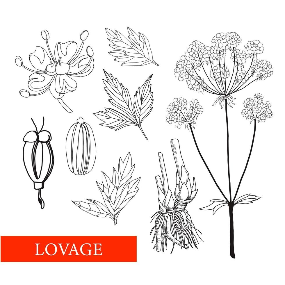 libbsticka. levasticum officinale koch. botanisk illustration. folk medicin, behandling, aromaterapi, förpackning design, fält bukett. medicinsk växter. färg bok antistress vektor illustration iso