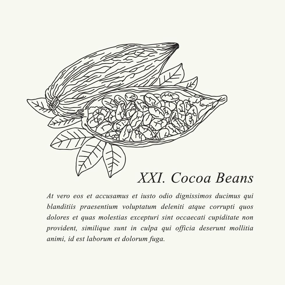 detaljerad botanisk illustration av kakao bönor vektor